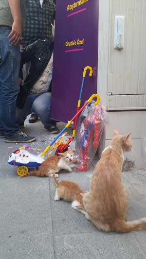 REKLAM PANOSUNA GİREN 3 YAVRU KEDİ KURTARILDI