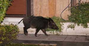 İstanbul'un göbeğine domuz indi
