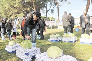 Lahana üretiminde artık yerli tohum kullanılacak