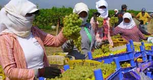 Üzüm ihracatı yüzde 29 arttı