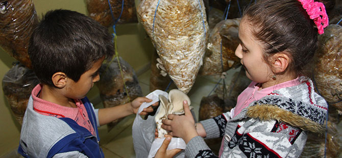 Okulda yetiştirilen mantarın ilk hasatı yapıldı