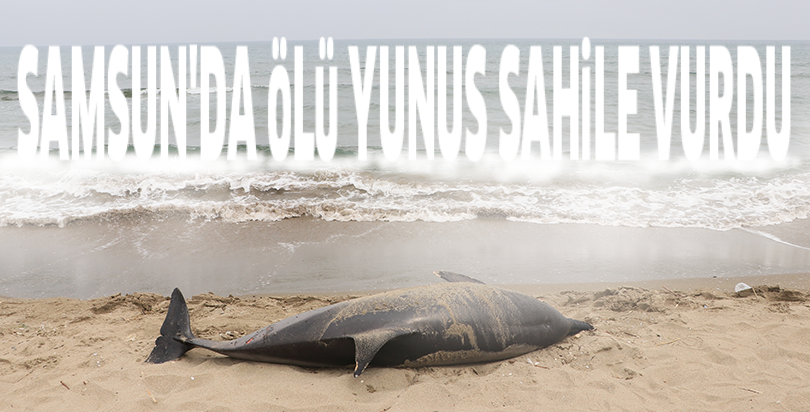 Samsun'da ölü yunus sahile vurdu