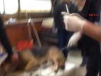 Köpek Kahve Masasında Ameliyat Edildi