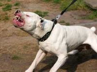 Pitbull dehşeti
