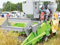 TERME’DE ÇELTİK TARLA GÜNÜ