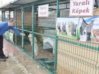 1118 SOKAK KÖPEĞİNE MÜDAHALE EDİLDİ