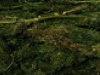 (859) KÖK KENEVİR (7.852) GRAM KUBAR ESRAR