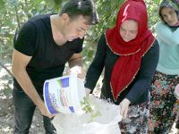 Fındıkta erken hasat uyarısı