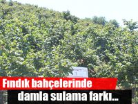Fındık bahçelerinde damla sulama farkı...