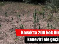 Kavak'ta 200 kök Hint keneviri ele geçirildi