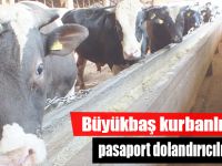 Büyükbaş kurbanlıklarda pasaport dolandırıcılığına dikkat