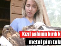 Kızıl şahinin kırık kanadına metal pim takıldı