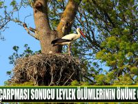 Elektrik çarpması sonucu leylek ölümlerinin önüne geçilecek