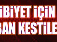 Galibiyet için Kurban kestiler