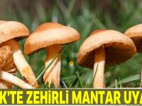 Ladik'te zehirli mantar uyarısı