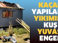 Kaçak yapıların yıkımına kuş yuvası engeli