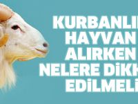 KURBANLIK HAYVAN ALIRKEN NELERE DİKKAT EDİLMELİ