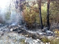 Alaplı'da ormanlık alanda yangın çıktı