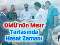 OMÜ’nün Mısır Tarlasında Hasat Zamanı
