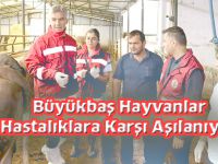 Büyükbaş Hayvanlar Hastalıklara Karşı Aşılanıyor