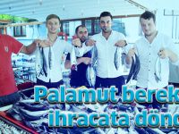 Palamut bereketi ihracata döndü