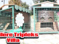 Kedilere Tripleks Villa