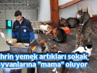 Şehrin yemek artıkları sokak hayvanlarına "mama" oluyor