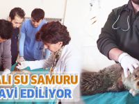 Yaralı Su Samuru Tedavi Ediliyor