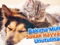 Bakıma Muhtaç Sokak Hayvanları Unutulmadı