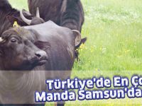 Türkiye'de En Çok Manda Samsun'da Var