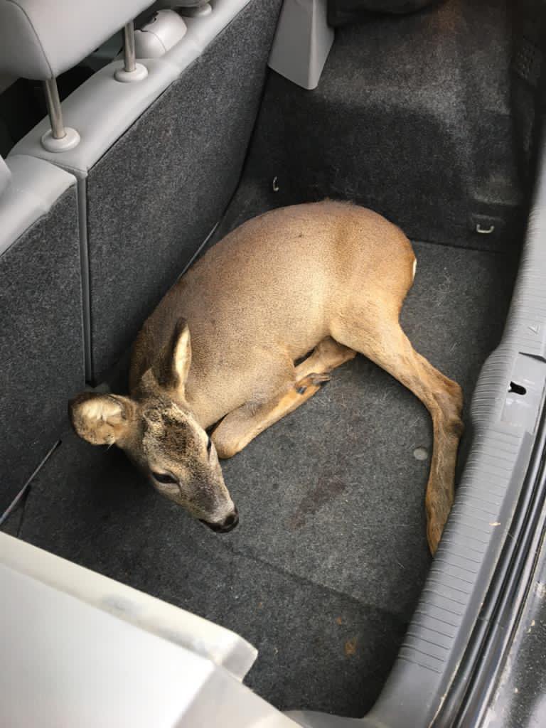 doga polisi yarali karaca yavrusu buldu