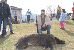 Köylerde domuz nöbeti