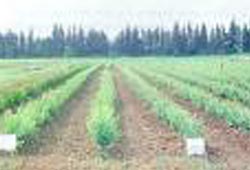 11.5 milyon fidan üretilecek