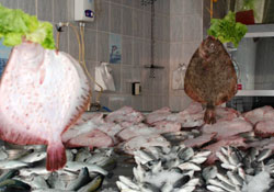 Samsun'da balık fiyatları