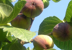 Ağustos inciri Temmuzda çıktı