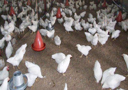 ÜRETİCİ ÇIKMAZDA