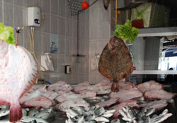 Samsun'da Balık fiyatları