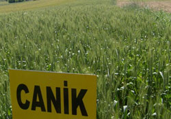 Sinopta buğday arayışı