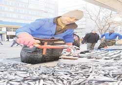 Su soğudu, balıkçılar eli boş döndü