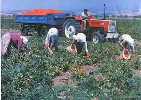 Çiftçinin Sigorta Priminin yarısını Devlet karşılayacak