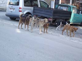 Başıboş köpekler tehlike saçıyor