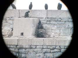 Karadeniz Deniz Kuşları sayılıyor