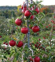 Meyvecilik atılım yaptı