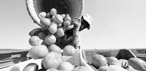 Bu yıl çiftçiye destek 'yağacak'!