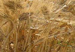Kuraklık buğdayı vurdu