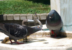 Sıcaklar Karadenizliyi bunalttı