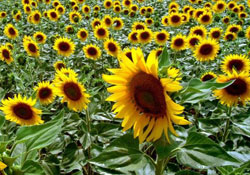 Ayçiçeği alımları başladı