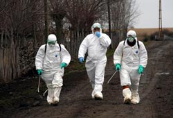 Terme'de de kuş giribi çıktı