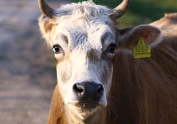 Hayvancılık 62 bin ailenin geçim kaynağı