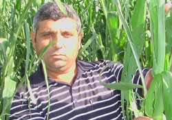 750 bin ton mısır ithal ediyoruz